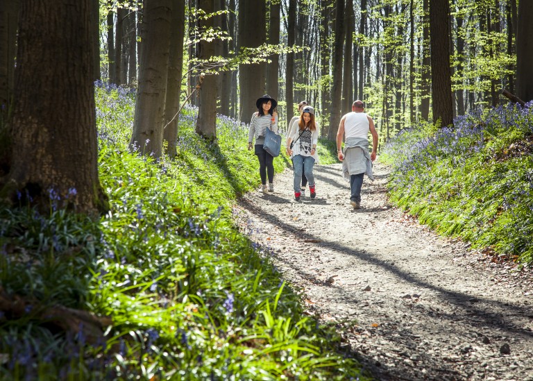 glenn vanderbeke, landscahpsfotografie, landschapsfotograaf, Halle, Hallerbos, wilde hyacinten, boshyacinten, fotografie hallerbos, foto uitstap, foto dagtrip, fotografische dagtrip, paarse bloemetjes fotograferen, boshyacinten locatie, boshyacinten fotograferen, wandelen tussen de boshyacinten, wandelen hallerbos, wandeling hallerbos, het paarse hallerbos