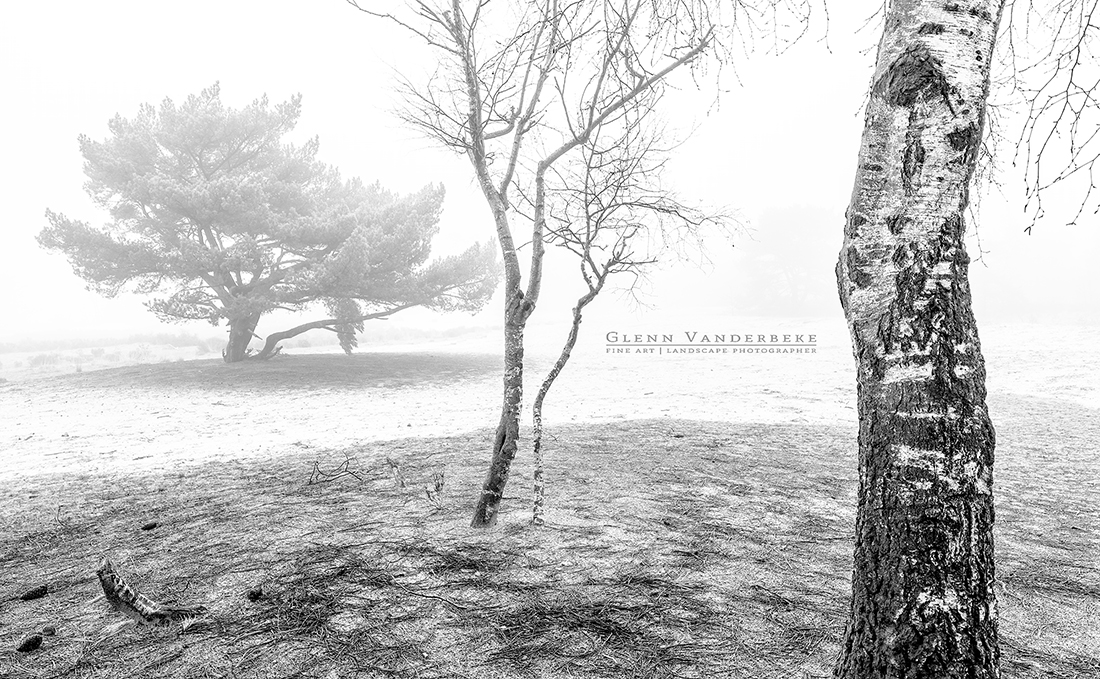 Sollitaire bomen in de mist, Kalmthoutse Heide © West-Vlaamse landschapsfotograaf Glenn Vanderbeke