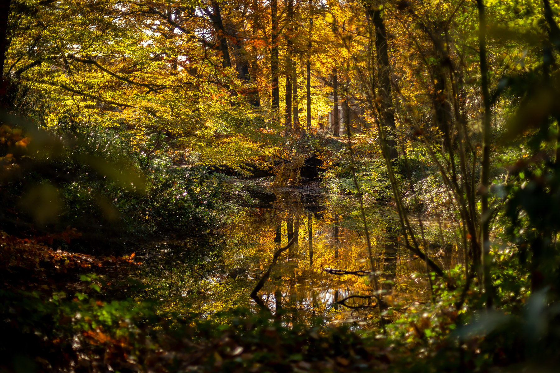 Provinciedomein d'Aertrycke te Torhout, Herfst © Glenn Vanderbeke