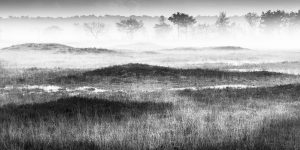 Fina art print te koop - De Kalmthoutse Heide © West-Vlaams landschapsfotograaf Glenn Vanderbeke