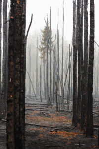Brand in de Clingse bossen, bosbrand in de Clingse bossen, clingse bossen, clingse bossen afgebrand, landschapsfotografie, Glenn Vanderbeke