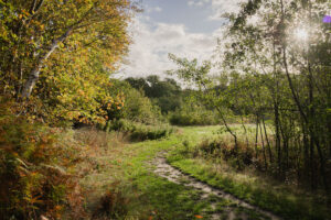 Torwoud in Torhout, Torwoud, Torhout, fotografie in torhout, fotografie, bosfotografie, landschapsfotografie, wat te doen in torhout, wandeling Torhout, wandelen in torhout, uitstap torhout, canon rf 28mm f2.8