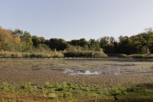 Torwoud in Torhout, Torwoud, Torhout, fotografie in torhout, fotografie, bosfotografie, landschapsfotografie, wat te doen in torhout, wandeling Torhout, wandelen in torhout, uitstap torhout, canon rf 28mm f2.8