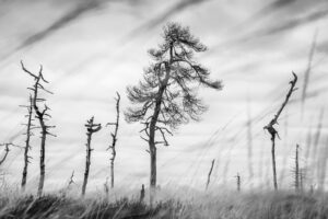 Noir Flohay op de Hoge Venen © Glenn Vanderbeke
