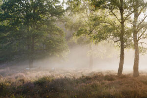 Beisbroekheide in Brugge tijdens een mistige ochtend © Glenn Vanderbeke