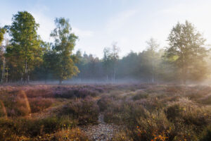 Beisbroekheide in Brugge tijdens een mistige ochtend © Glenn Vanderbeke