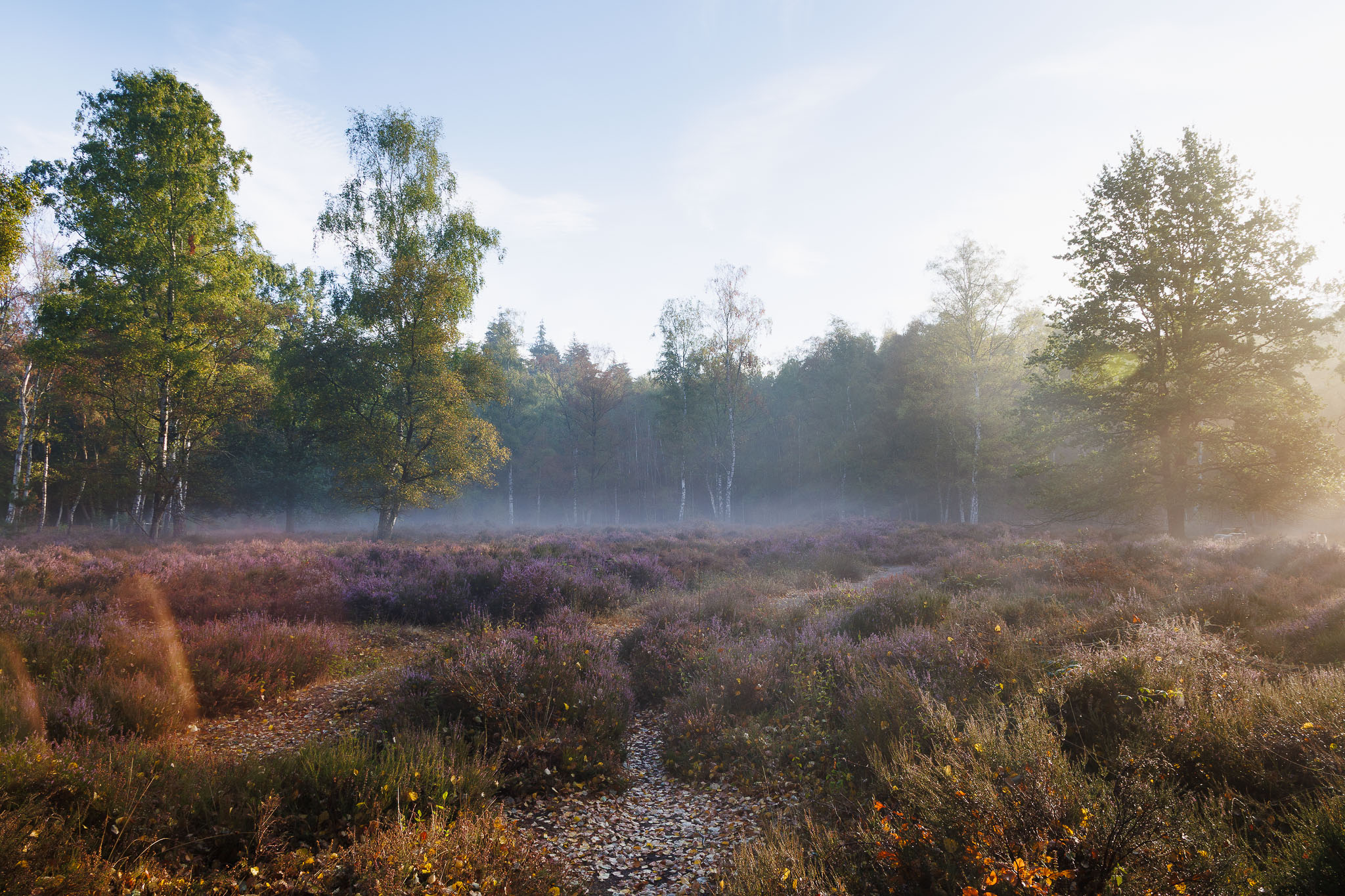 Beisbroekheide in Brugge tijdens een mistige ochtend © Glenn Vanderbeke