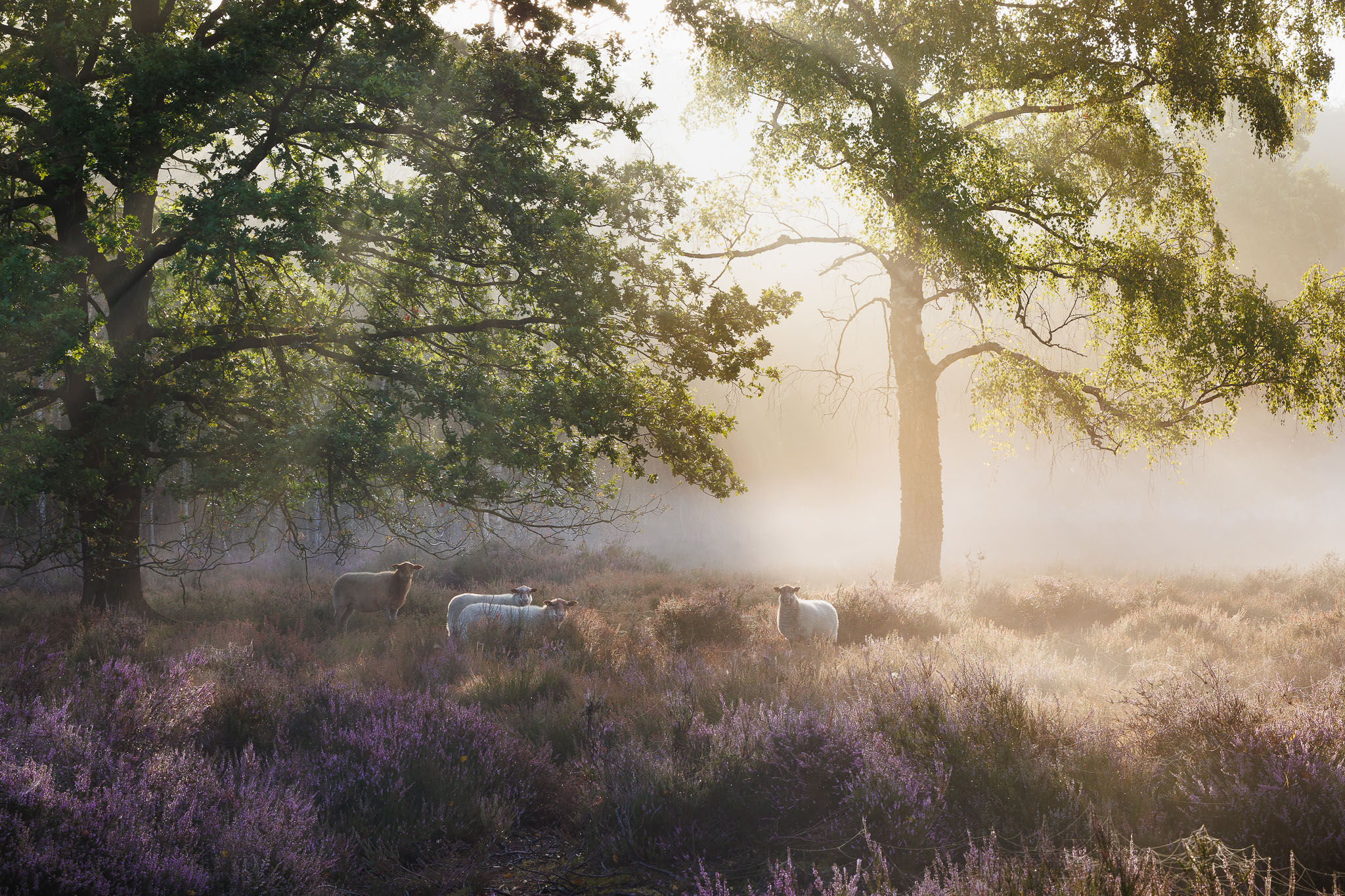 Beisbroekheide in Brugge tijdens een mistige ochtend © Glenn Vanderbeke