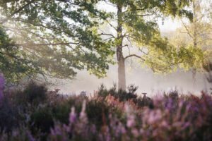 Beisbroekheide in Brugge tijdens een mistige ochtend © Glenn Vanderbeke