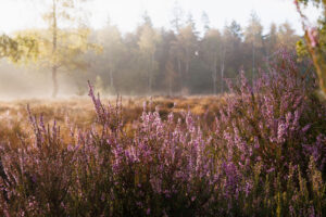Beisbroekheide in Brugge tijdens een mistige ochtend © Glenn Vanderbeke