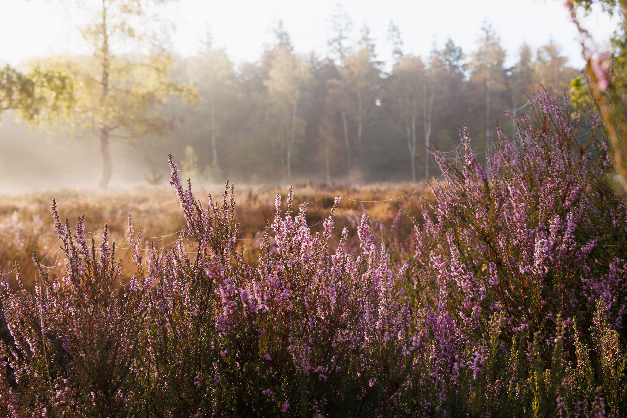 Beisbroekheide in Brugge tijdens een mistige ochtend © Glenn Vanderbeke