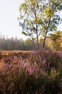 Beisbroekheide in Brugge tijdens een mistige ochtend © Glenn Vanderbeke