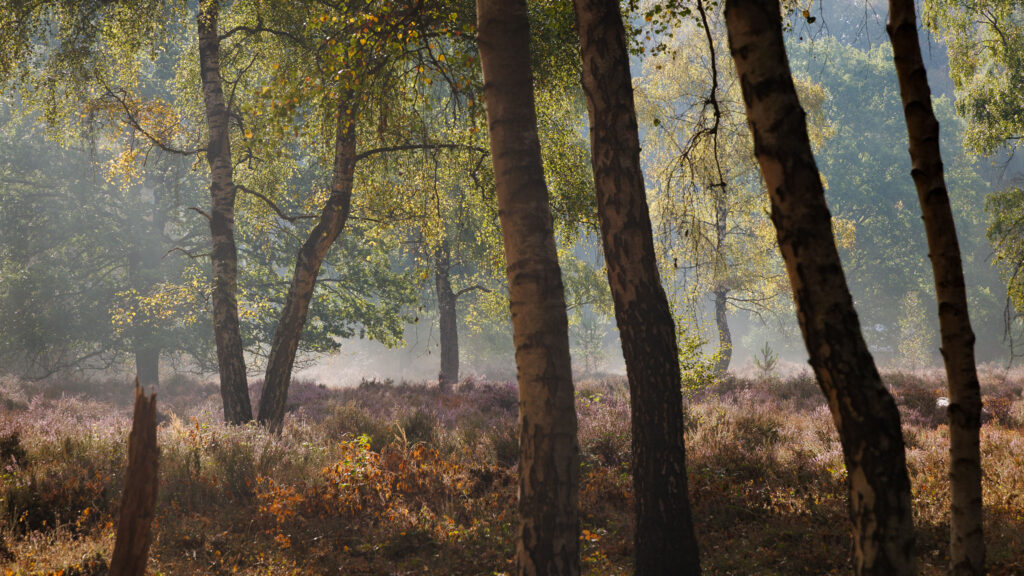 Beisbroekheide in Brugge tijdens een mistige ochtend © Glenn Vanderbeke