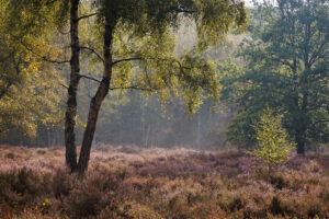 Beisbroekheide in Brugge tijdens een mistige ochtend © Glenn Vanderbeke