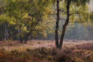 Beisbroekheide in Brugge tijdens een mistige ochtend © Glenn Vanderbeke