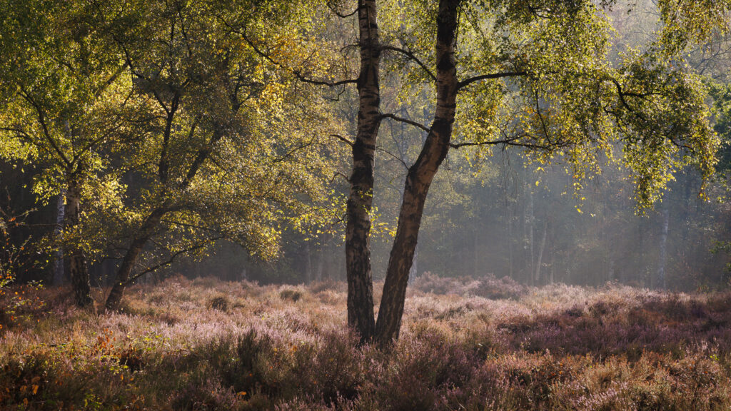 Beisbroekheide in Brugge tijdens een mistige ochtend © Glenn Vanderbeke