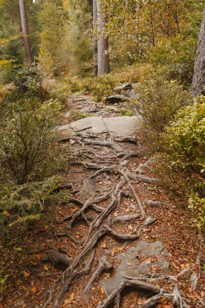 Hoge Venen - Wandelen langs De Helle © Glenn Vanderbeke