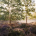 Beisbroekheide in Brugge tijdens een mistige ochtend © Glenn Vanderbeke